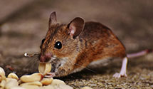 24 Hour & Emergency Exterminators in Greensboro Brm, NC